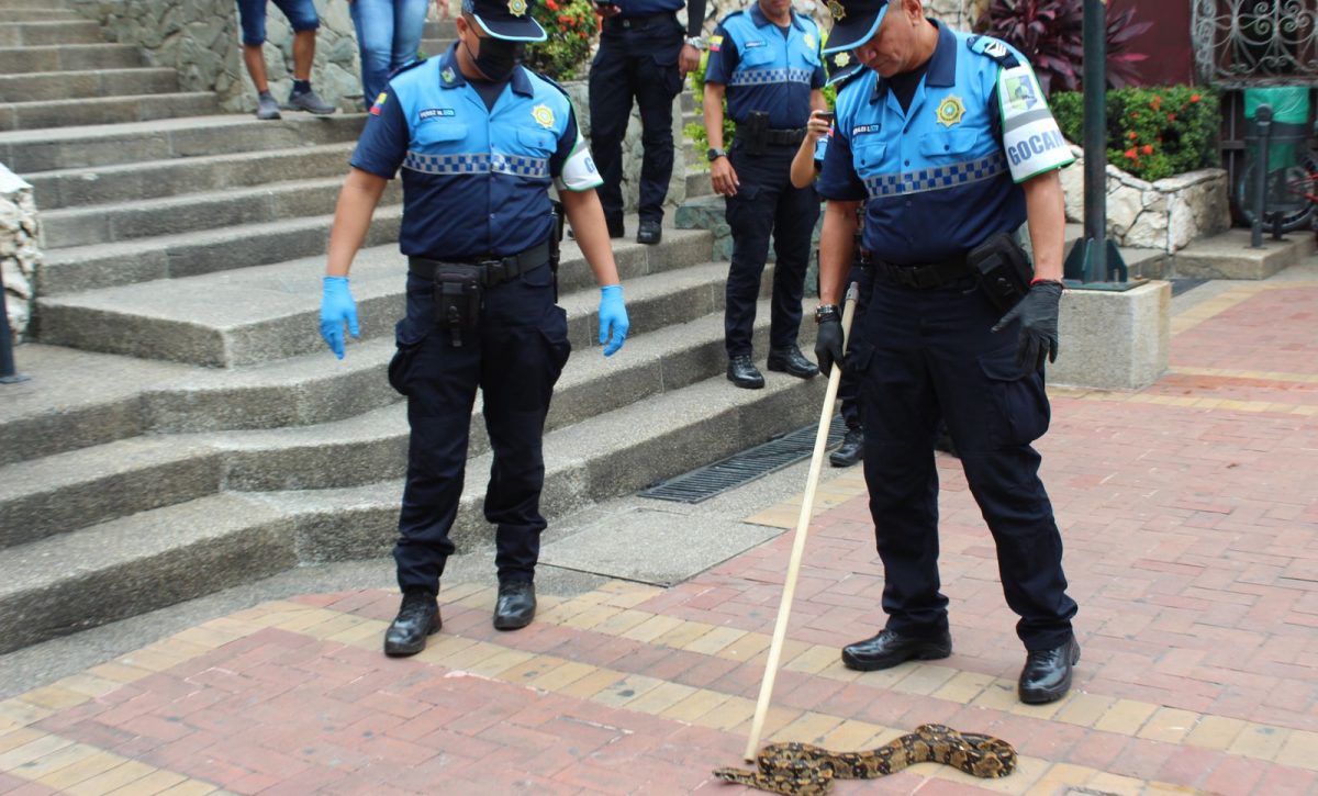 Serpiente hallada en las escaleras de Las Peñas en Guayaquil genera alerta