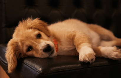 Suecia prohíbe dejar a los perros solos en casa por más de seis horas