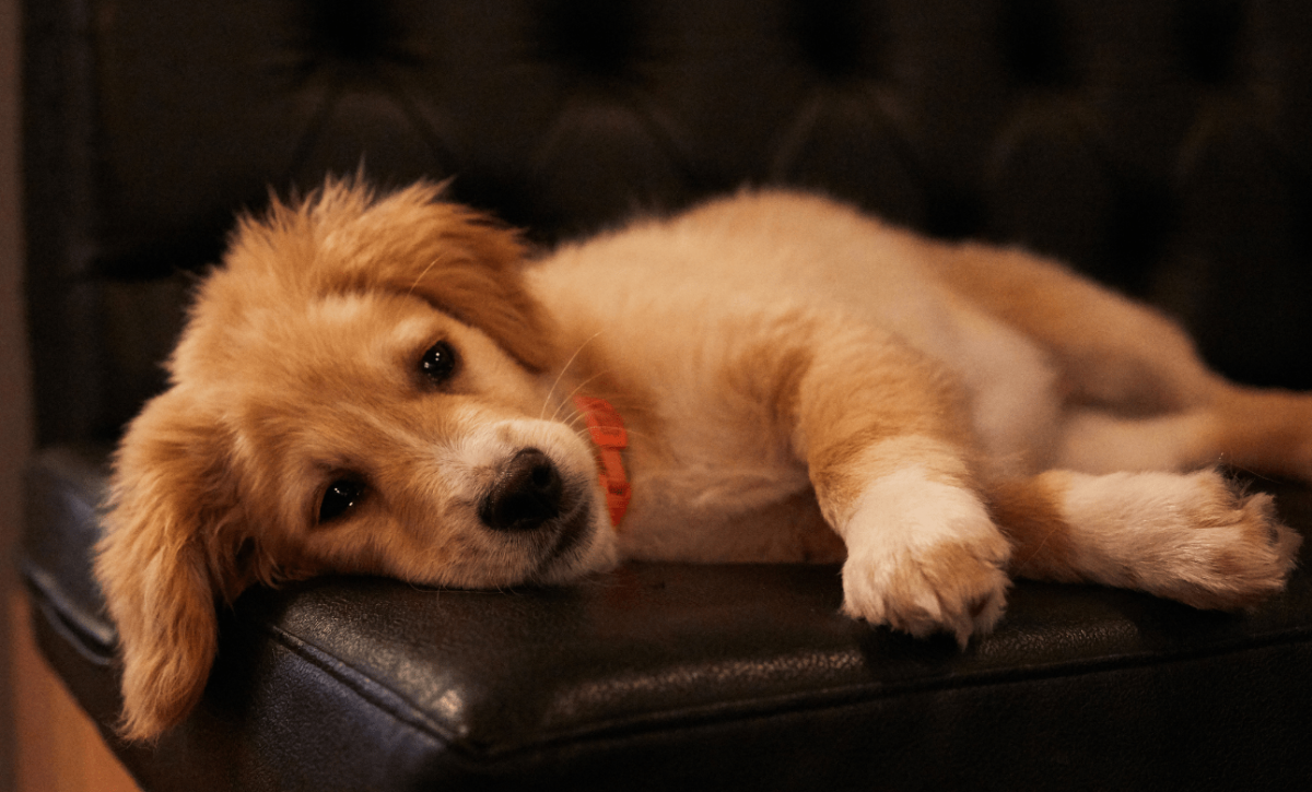 Suecia prohíbe dejar a los perros solos en casa por más de seis horas