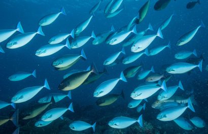 El cambio climático afecta a la población de peces en la costa ecuatoriana.