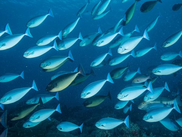 El cambio climático afecta a la población de peces en la costa ecuatoriana.