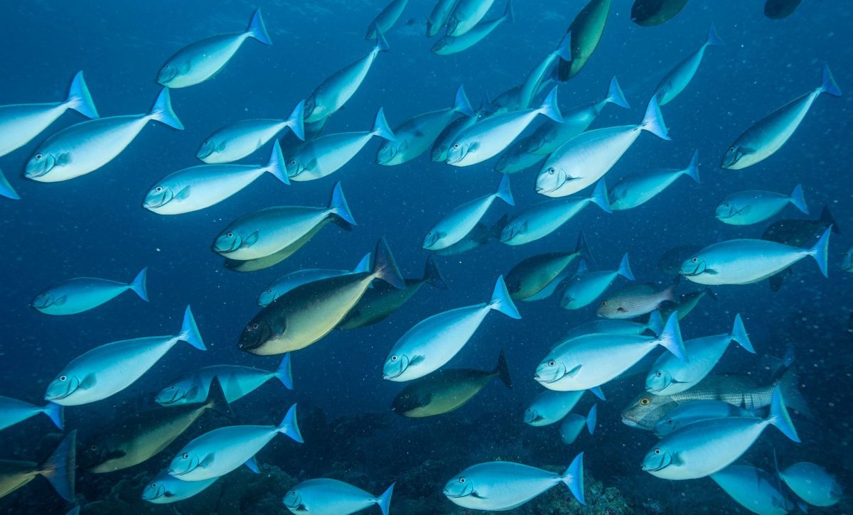 El cambio climático afecta a la población de peces en la costa ecuatoriana.
