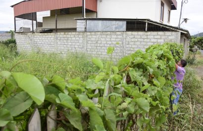 En varias ciudadelas de Portoviejo, existen terrenos llenos de maleza.