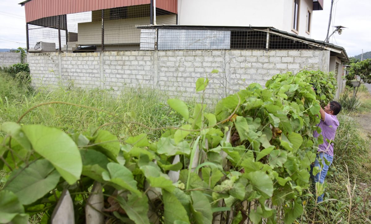En varias ciudadelas de Portoviejo, existen terrenos llenos de maleza.