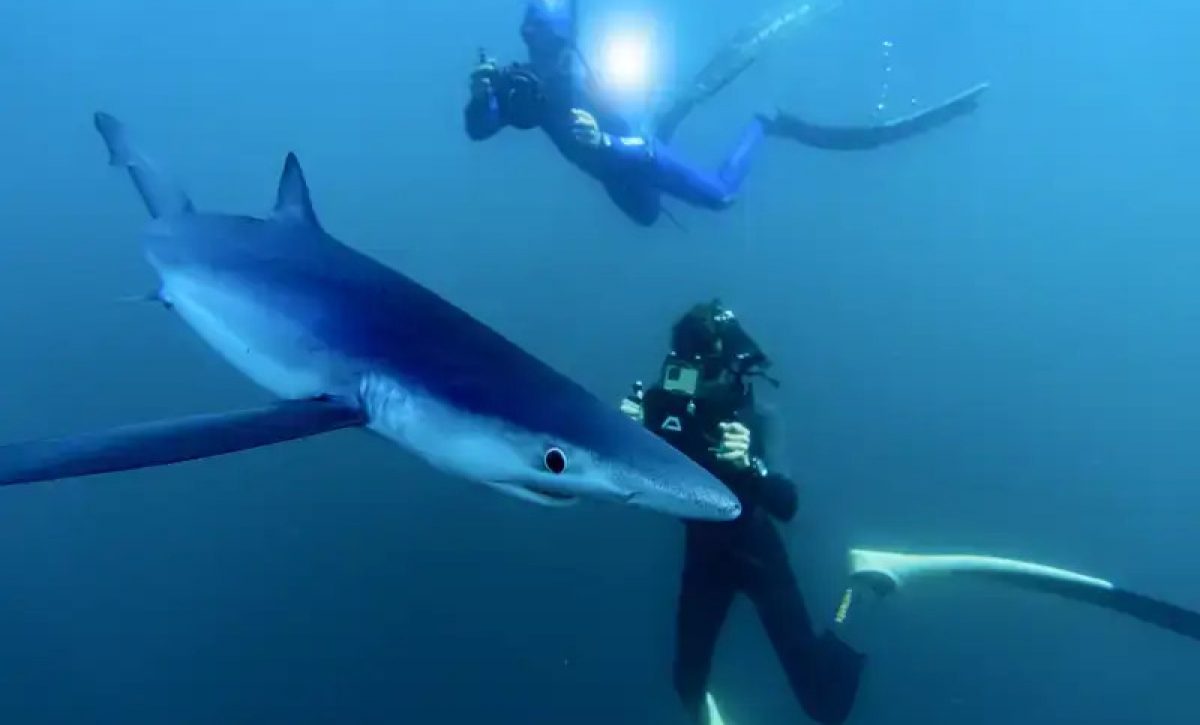 El biólogo marino Charlie Sarria, junto a un tiburón azul (Prionace glauca) en Bermeo, País Vasco.
