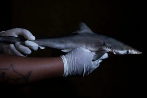 El biólogo Paulo dos Santos mide un cazón picudo brasileño capturado por pescadores en el estado de São Paulo (Brasil) en 2023. El animal no formaba parte de la nueva investigación (National Geographic).