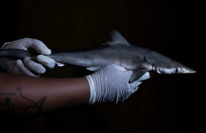 El biólogo Paulo dos Santos mide un cazón picudo brasileño capturado por pescadores en el estado de São Paulo (Brasil) en 2023. El animal no formaba parte de la nueva investigación (National Geographic).