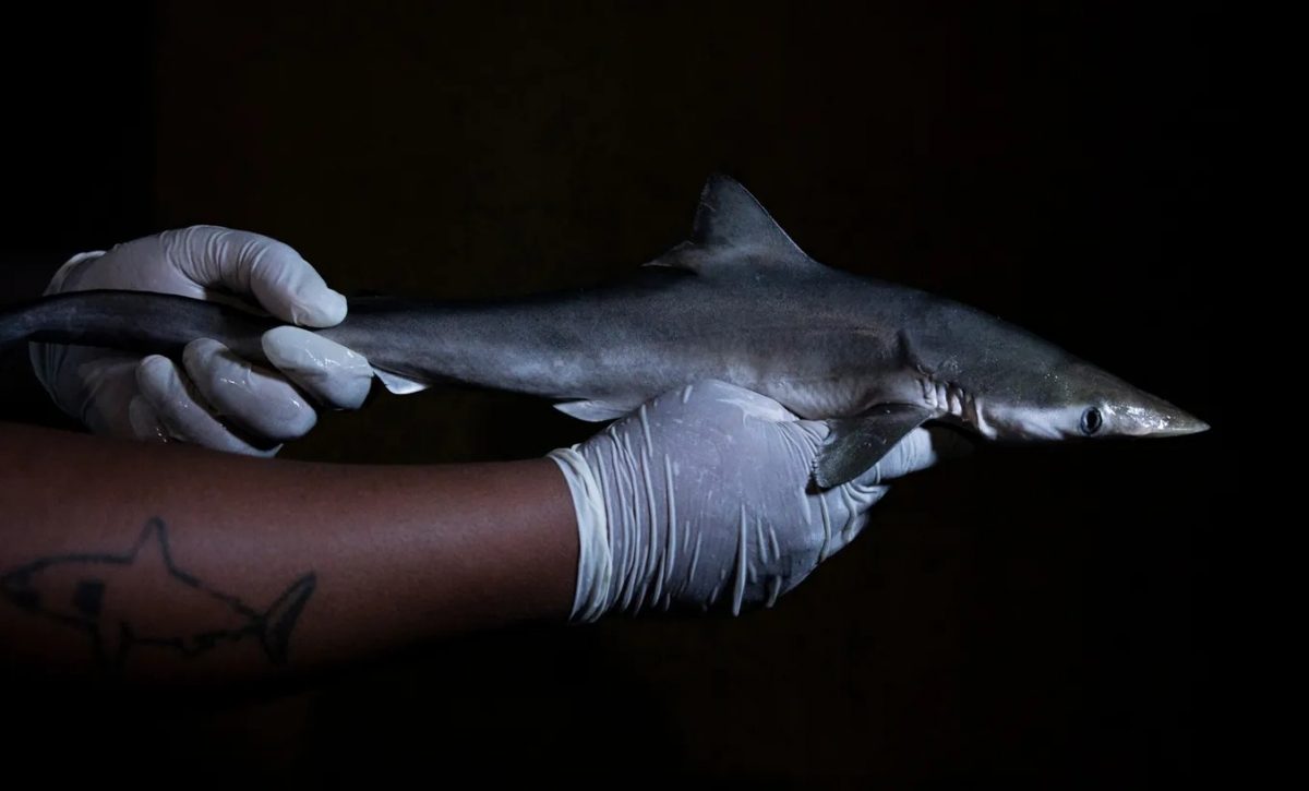 El biólogo Paulo dos Santos mide un cazón picudo brasileño capturado por pescadores en el estado de São Paulo (Brasil) en 2023. El animal no formaba parte de la nueva investigación (National Geographic).