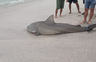 Tiburón varado en Crucita, amenaza para bañistas o fenómeno natural