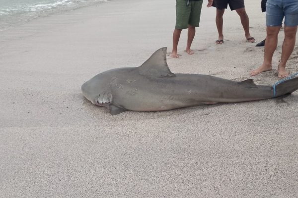 Tiburón varado en Crucita, amenaza para bañistas o fenómeno natural