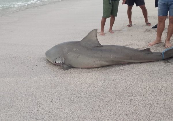 Tiburón varado en Crucita, amenaza para bañistas o fenómeno natural
