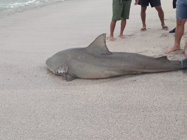 Tiburón varado en Crucita, amenaza para bañistas o fenómeno natural