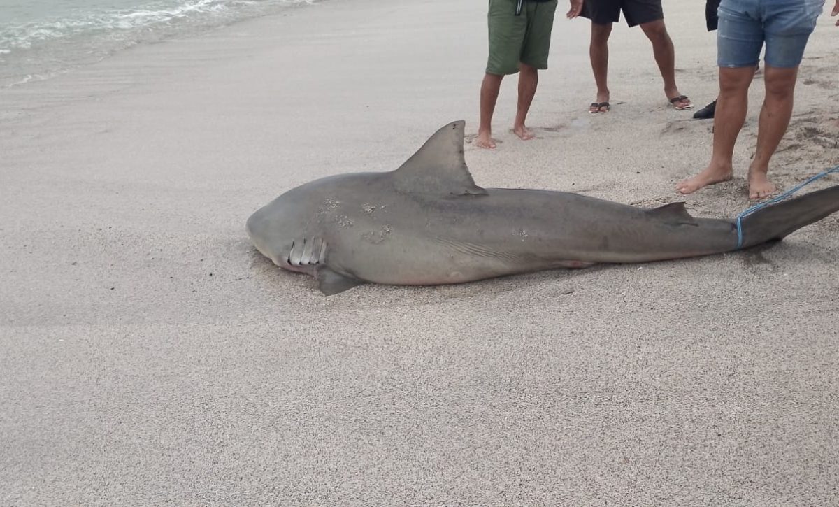 Tiburón varado en Crucita, amenaza para bañistas o fenómeno natural