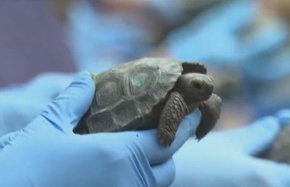 Las crías de tortugas gigantes de Santa Cruz, Galápagos, fueron presentadas en Estados Unidos