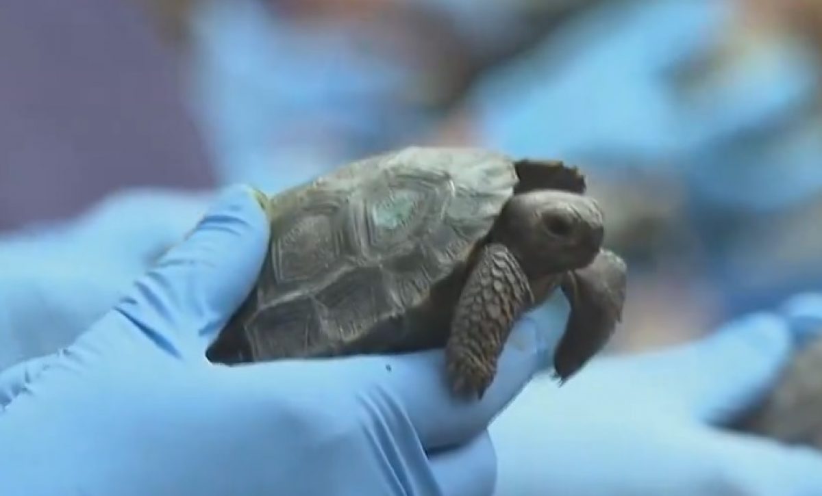 Las crías de tortugas gigantes de Santa Cruz, Galápagos, fueron presentadas en Estados Unidos