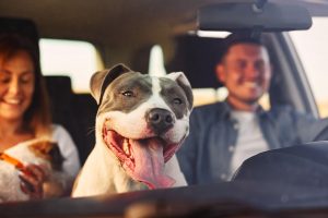 Traslado seguro de mascotas Aspectos fundamentales sobre prevención de accidentes y adaptación a nuevos entornos