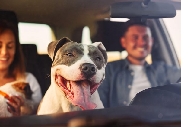 Traslado seguro de mascotas Aspectos fundamentales sobre prevención de accidentes y adaptación a nuevos entornos