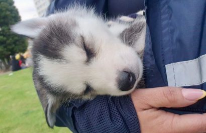 Tres perros fueron rescatados de venta clandestina en parque La Carolina
