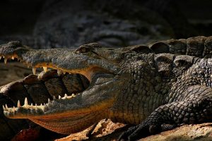 Un hombre se salvó de morir devorado por un cocodrilo tras intentar tomarse una foto con el animal en un zoológico de Filipinas. (Pexels).