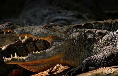 Un hombre se salvó de morir devorado por un cocodrilo tras intentar tomarse una foto con el animal en un zoológico de Filipinas. (Pexels).