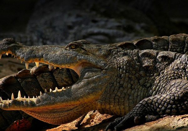 Un hombre se salvó de morir devorado por un cocodrilo tras intentar tomarse una foto con el animal en un zoológico de Filipinas. (Pexels).