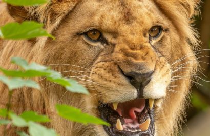 Video: Un león atacó a una madre y a sus dos hijos mientras caminaban por una calle de la ciudad de Lahore, Pakistán. (Pexels).