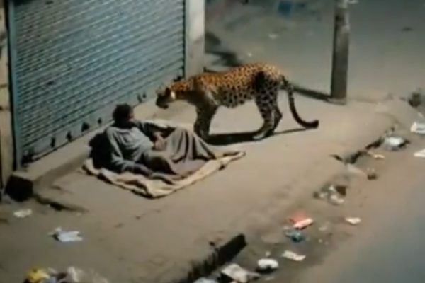 Un leopardo se acercó a un habitante de calle (indigente) en una localidad no especificada de India, lo olió brevemente y se alejó sin causar daños.