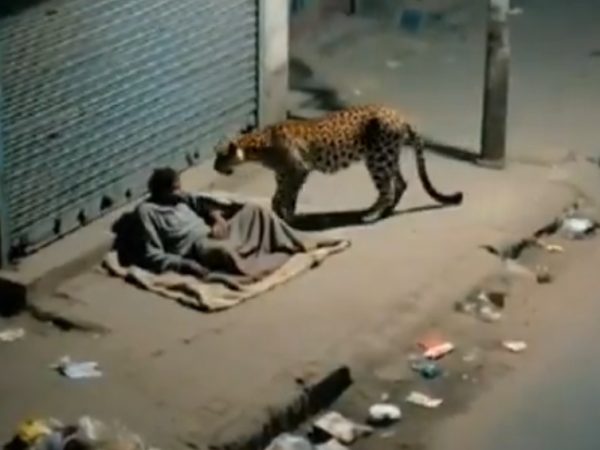 Un leopardo se acercó a un habitante de calle (indigente) en una localidad no especificada de India, lo olió brevemente y se alejó sin causar daños.