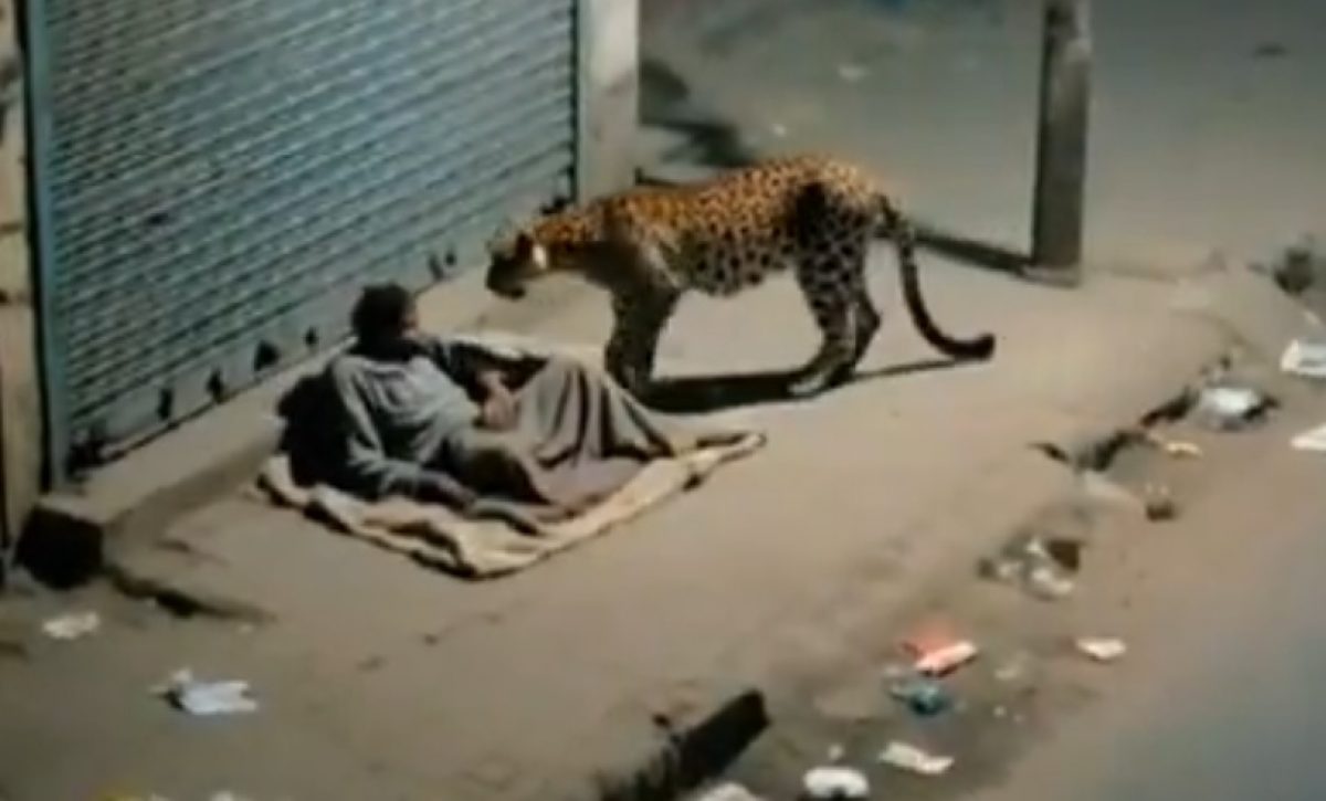 Un leopardo se acercó a un habitante de calle (indigente) en una localidad no especificada de India, lo olió brevemente y se alejó sin causar daños.