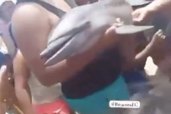 Un pequeño ejemplar de un delfín murió el domingo 27 de abril en el cantón Puerto López, en la provincia de Manabí.