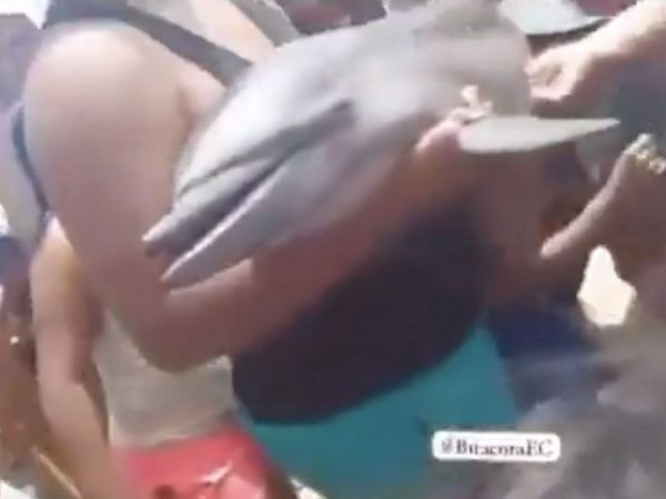 Un pequeño ejemplar de un delfín murió el domingo 27 de abril en el cantón Puerto López, en la provincia de Manabí.