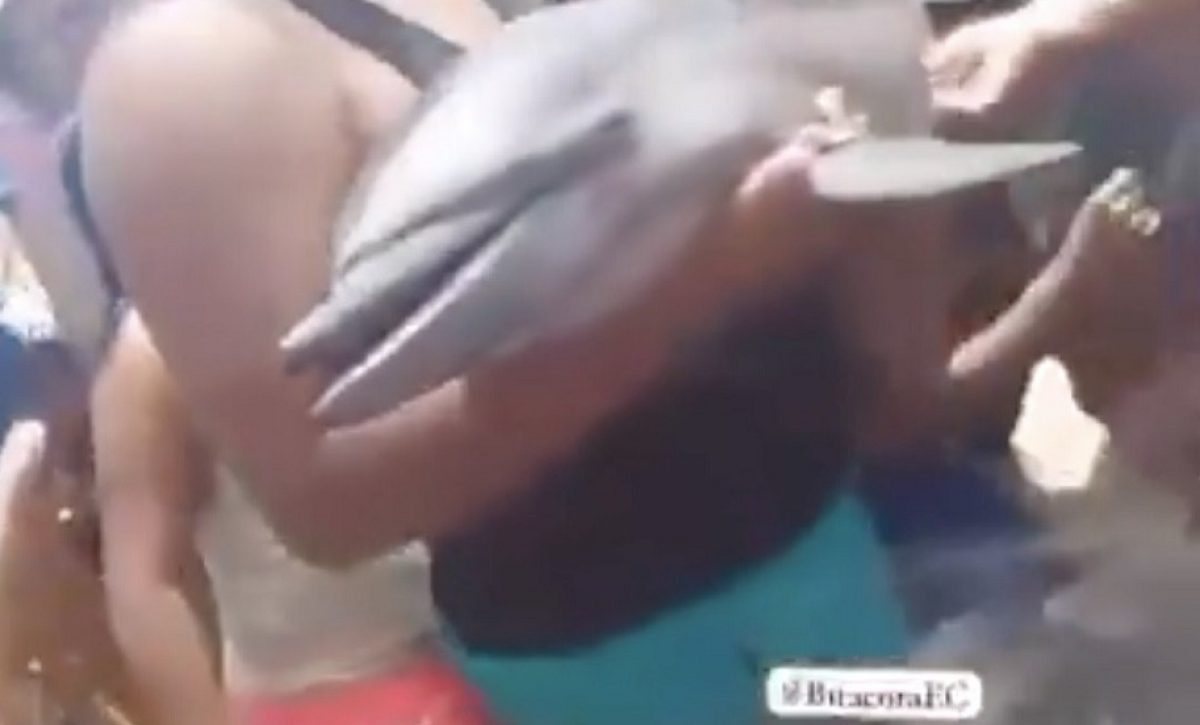 Un pequeño ejemplar de un delfín murió el domingo 27 de abril en el cantón Puerto López, en la provincia de Manabí.