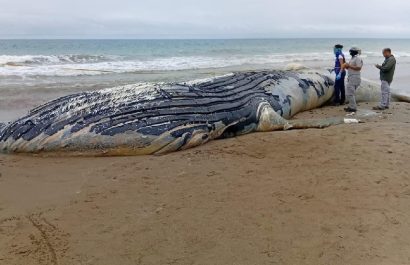 Una ballena de aproximadamente 20 metros de longitud se varó en la playa de Santa Marianita, cantón Manta,