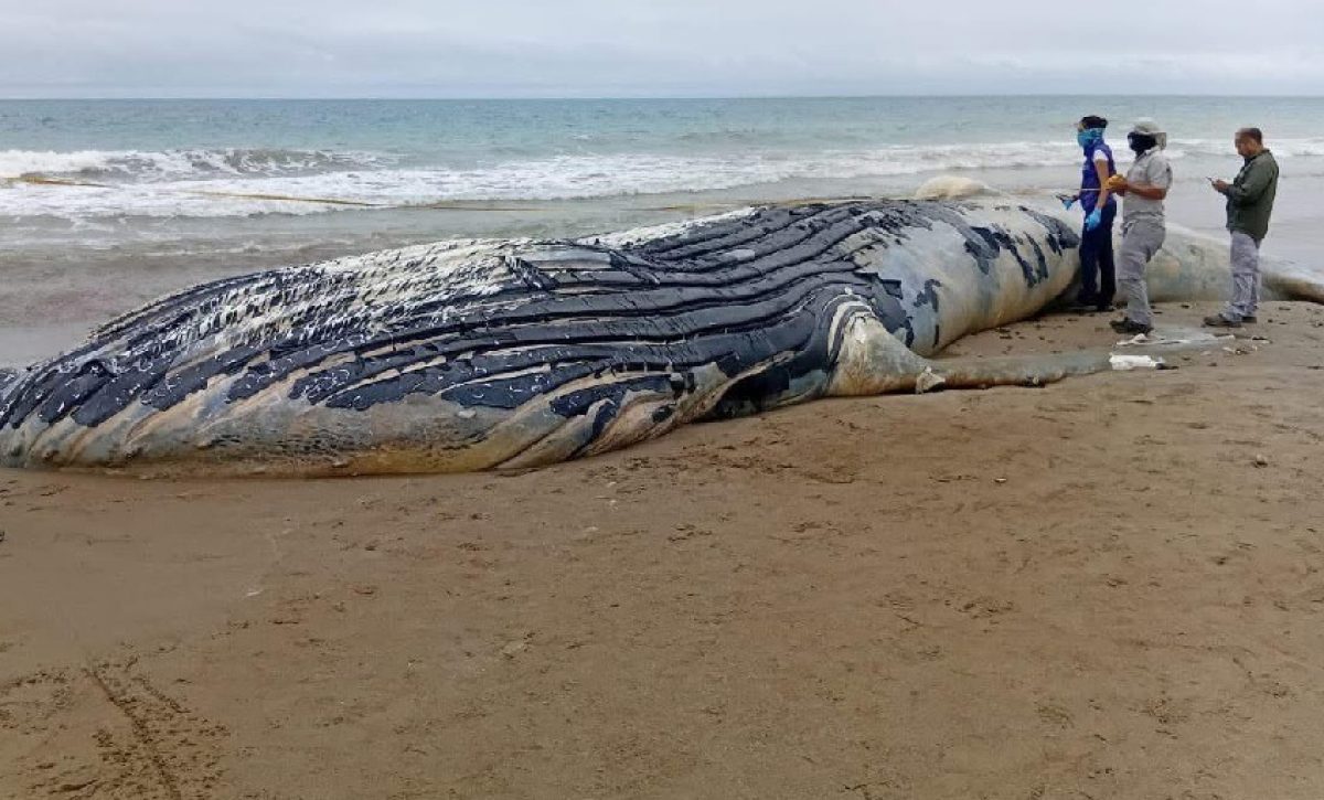 Una ballena de aproximadamente 20 metros de longitud se varó en la playa de Santa Marianita, cantón Manta,