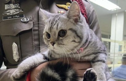 Una gatita quedó detenida en una comisaría tras atacar y morder a varios agentes, informaron las autoridades de Bangkok, capital tailandesa.