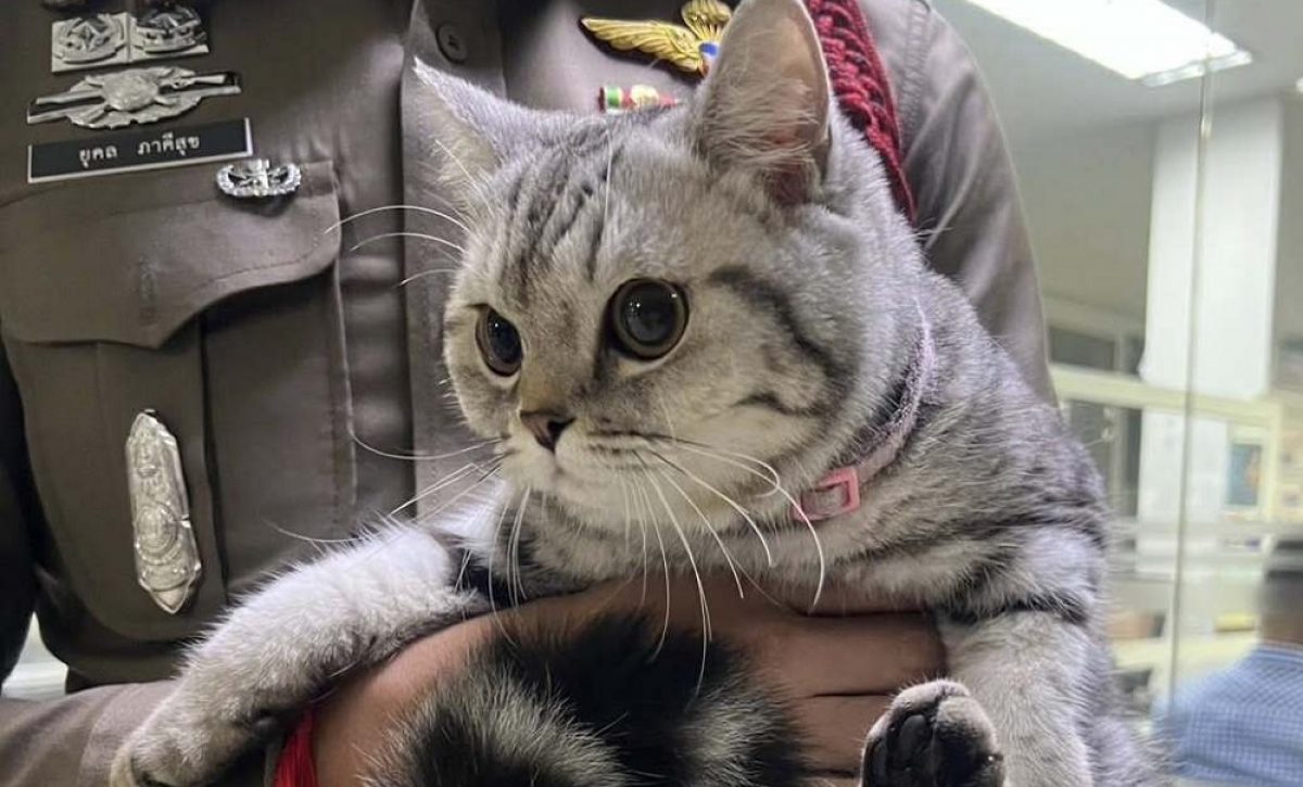 Una gatita quedó detenida en una comisaría tras atacar y morder a varios agentes, informaron las autoridades de Bangkok, capital tailandesa.