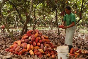 Una mujer ecuatoriana en un cultivo de cacao, en la provincia de Manabí