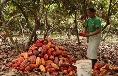 Una mujer ecuatoriana en un cultivo de cacao, en la provincia de Manabí