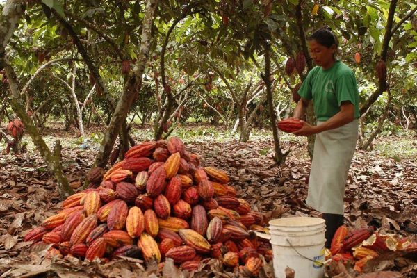 Una mujer ecuatoriana en un cultivo de cacao, en la provincia de Manabí