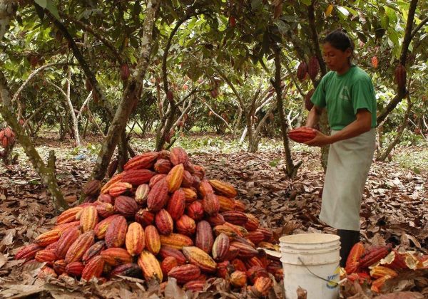 Una mujer ecuatoriana en un cultivo de cacao, en la provincia de Manabí