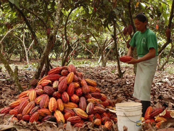 Una mujer ecuatoriana en un cultivo de cacao, en la provincia de Manabí