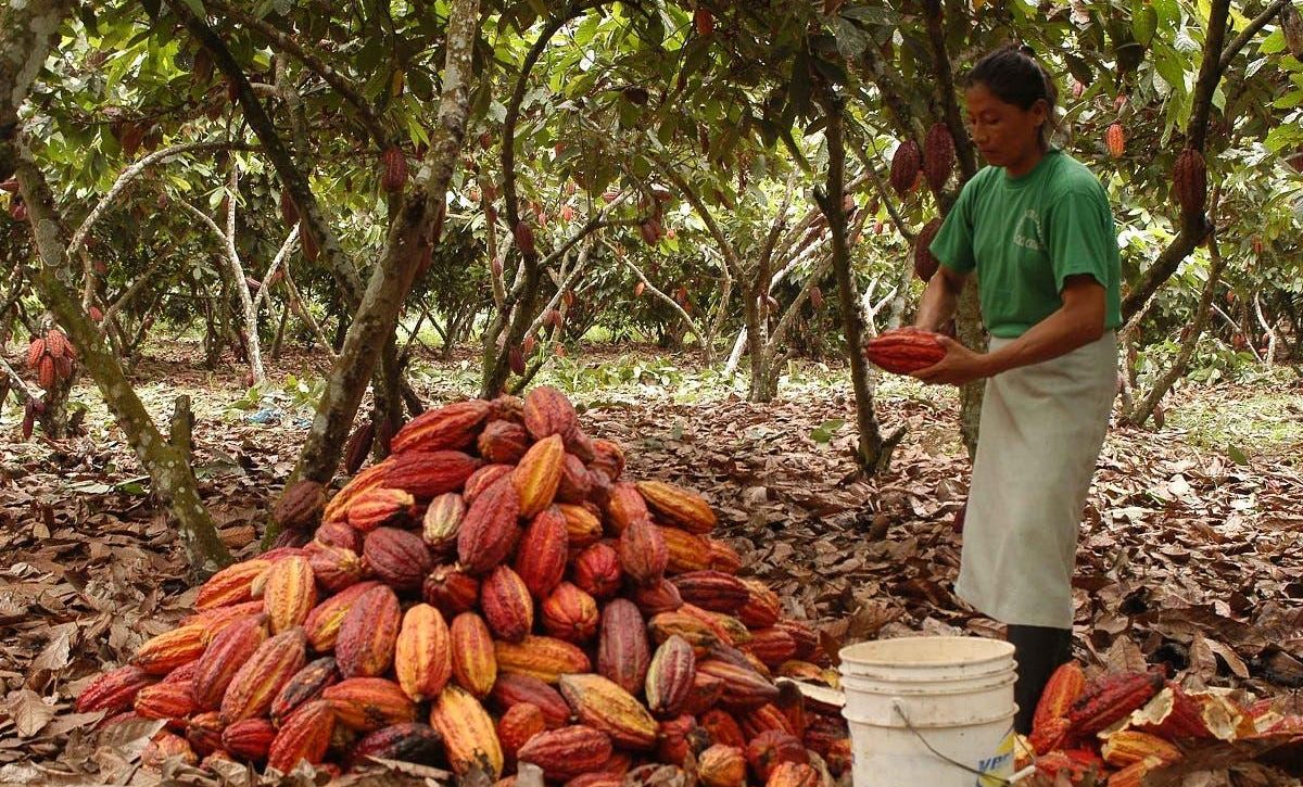 Una mujer ecuatoriana en un cultivo de cacao, en la provincia de Manabí