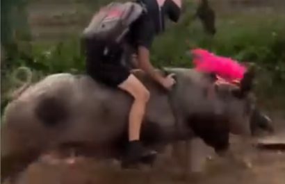 Una niña de una zona rural de Brasil captó la atención mundial tras ser grabada mientras se dirigía a su escuela montando un cerdo.