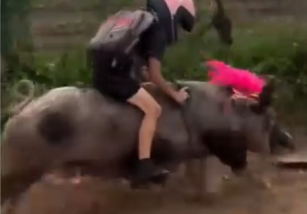Una niña de una zona rural de Brasil captó la atención mundial tras ser grabada mientras se dirigía a su escuela montando un cerdo.