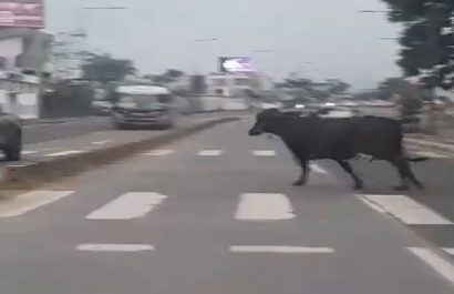 Una vaca suelta causa sorpresa y caos vehicular en la avenida Quito en Santo Domingo
