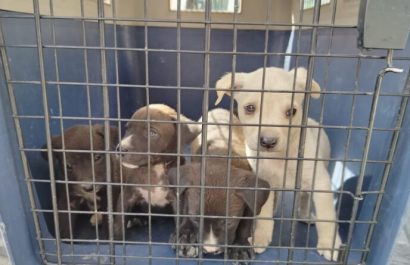 Unidad de Bienestar Animal rescata a perra y cuatro crías en condiciones críticas en Quito