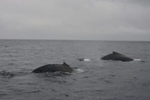 ¡Descubre por qué 10 mil ballenas eligen Manabí como su nido de amor! Unas 600 nacen cada año en sus costas