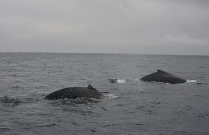 ¡Descubre por qué 10 mil ballenas eligen Manabí como su nido de amor! Unas 600 nacen cada año en sus costas