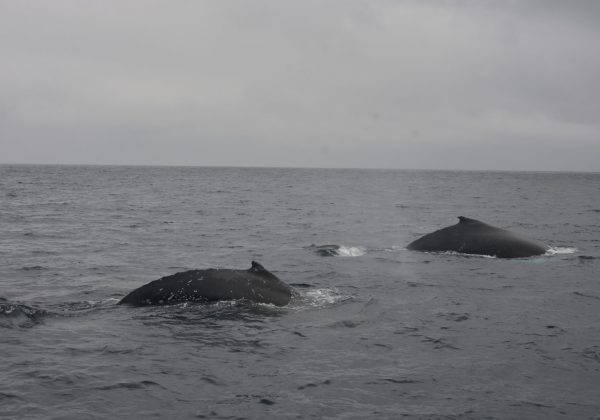 ¡Descubre por qué 10 mil ballenas eligen Manabí como su nido de amor! Unas 600 nacen cada año en sus costas