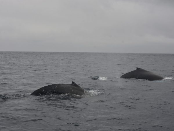 ¡Descubre por qué 10 mil ballenas eligen Manabí como su nido de amor! Unas 600 nacen cada año en sus costas